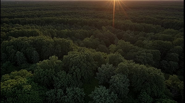 Secretly met my stepsister in the forest – AI generated