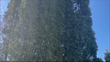 HUNK DADDY BEAR NAKED SUNBATHING IN THE VERANDA 3