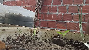 Evangélica gordinha gostosa plantando hortaliças exibindo seus peitos enormes ao ar livre para os vizinhos